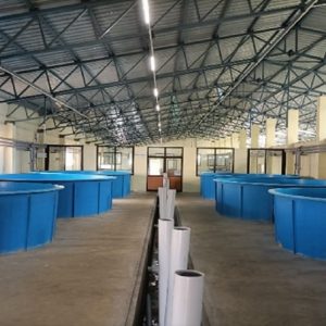 ICAR CIBA piloted new seabass fish hatchery, Ms.Water Fin Pvt. Ltd. started production of VNN-Vaccinated seabass larvae at Nellore, Andhra Pradesh