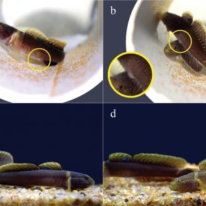 ICAR-CIBA has developed breeding and seed production protocols for two high value brackishwater ornamental fish species, Tiger Dwarf Goby and Chiseltooth Goby under captivity