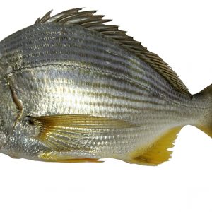 ICAR-CIBA decoded Goldlined Seabream fish genome for aquaculture advancements