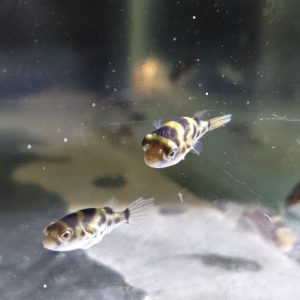 ICAR-Central Institute of Brackishwater Aquaculture has successfully achieved the captive spawning and seed production of Green puffer fish (Tetradon fluviatilis Hamilton, 1822) at Kakdwip Research Centre, Kakdwip, West Bengal