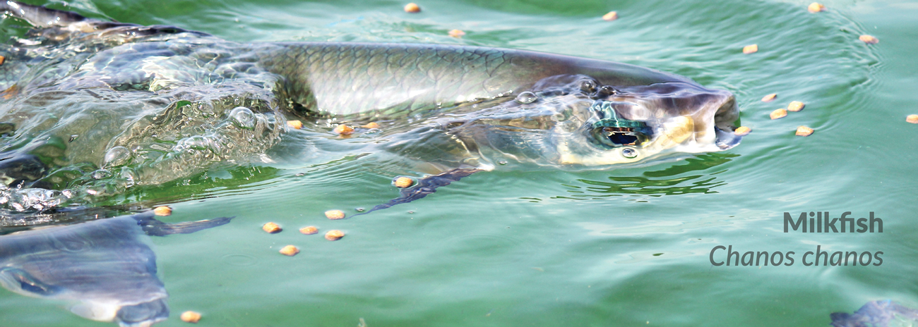 Slider 7684 - image