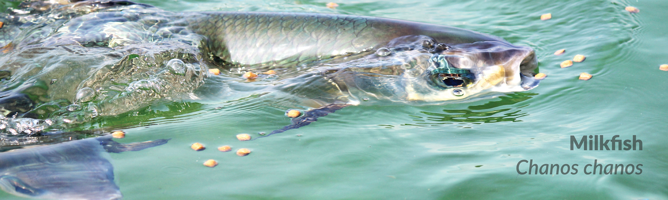 Slider 7684 - image