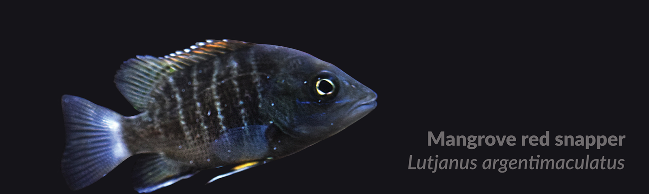 Slider 7684 - image