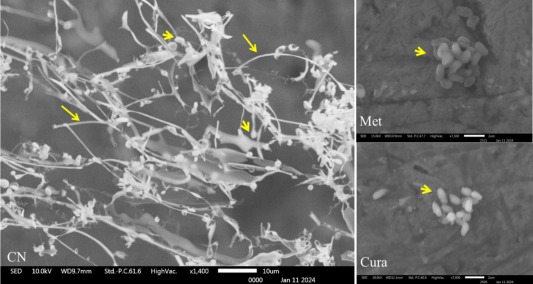 Efficacy of ‘CIBA EHP Cura I’ in the control and treatment of  Ecytonucleospora hepatopenaei in shrimp culture