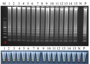 Portable DNA extraction and loop-mediated isothermal amplification (LAMP) for the on-site detection of white spot syndrome virus (WSSV)
