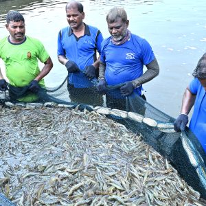 A Successful Breakthrough in Sustainable Shrimp Aquaculture: Fishmeal-Free Shrimp Production through SIPNSF at ICAR–CIBA