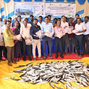 Breaking the Bone Barrier: ICAR-CIBA Unveils Deboning Technology to Popularize Milkfish