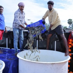 ICAR-CIBA’s Super-Intensive Precision and Natural Shrimp Farming (SIPNSF) Technology is recognised as the pathway to Viksit Bharat’s shrimp production goal