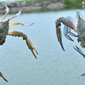 ICAR-CIBA Demonstrates High-Density Blue Swimmer Crab Farming in Brackishwater Earthen Ponds